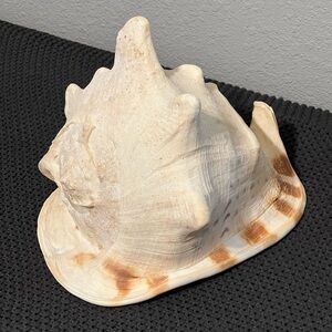 Queen Horned Helmet Conch Sea Shell Tiger Striped Large 9in